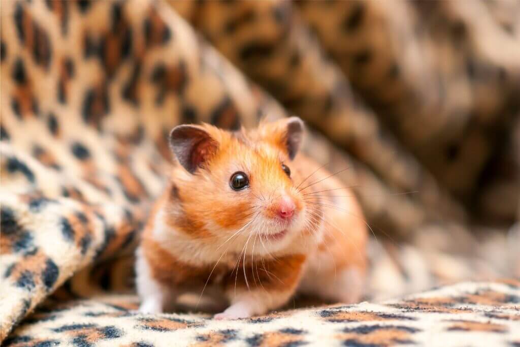 Hamster Lifespan: Complete Guide for Pet Owners