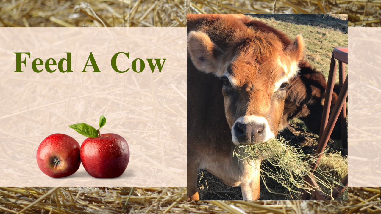Bovine Entertainment: How Cows Amuse Themselves in Their Daily Lives