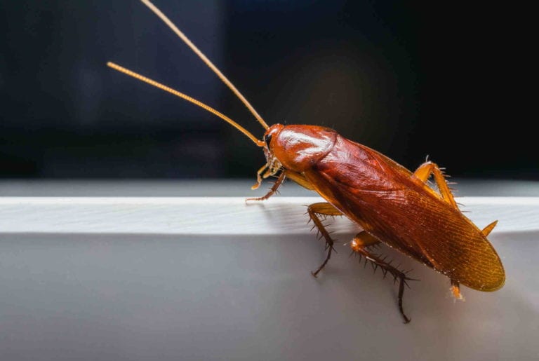 Cockroach Survival: How Long They Can Live Without Food