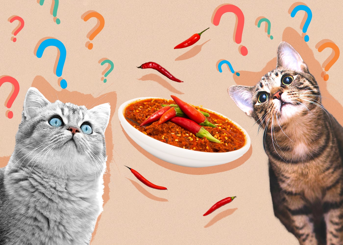 Cats and Spicy Food: What Pet Owners Need to Know